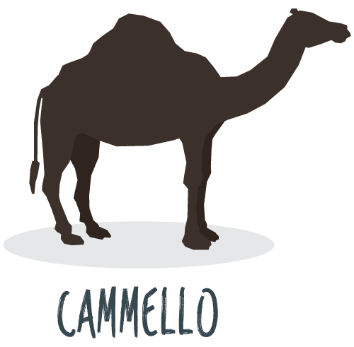 Latte di cammello