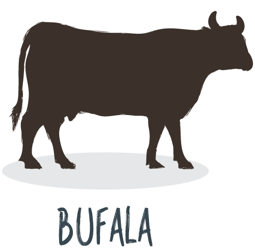 Latte di bufala