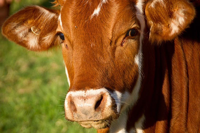 Come le mucche comunicano nel corso della loro vita