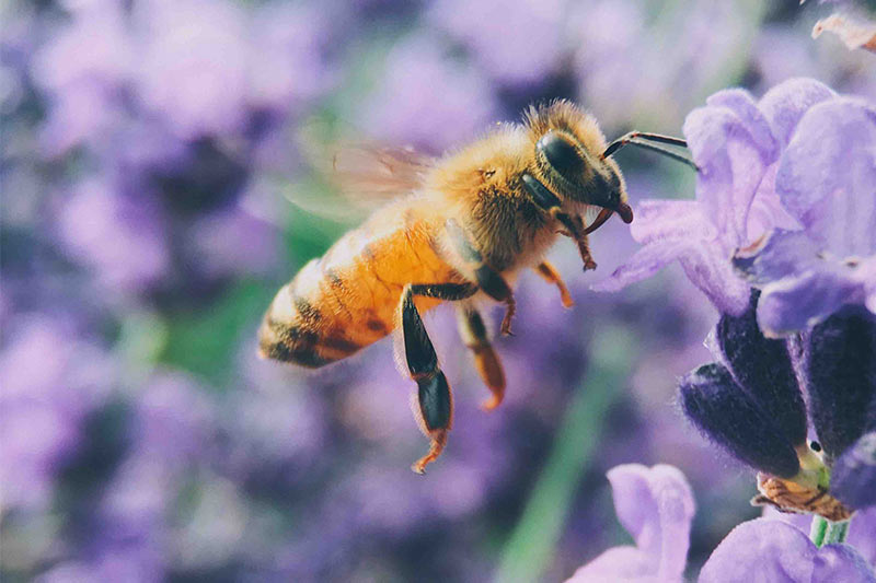 Aree verdi urbane per aiutare le api